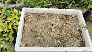 Gehu ke bhusi se mitti ko upjau banaey#homegarden#viralvideo#ghehukebhusi