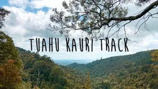 Taking a walk on the Tuahu Kauri Track, Katikati, New Zealand