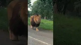 Most Dangerous Lion 🦁 / National Geographic / #youtubeshorts #viralshorts  #nationalgeographic