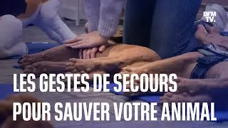 H&eacute;morragie, massage cardiaque&hellip; Voici les gestes qui sauvent pour les animaux de compagnie