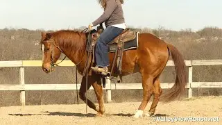Frankly Im Smart - handsome gelding walk, trot, lope, stops, dismount! - @ValleyViewRanch