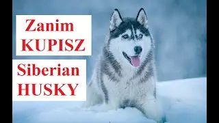 Zanim Kupisz Siberian HUSKY
