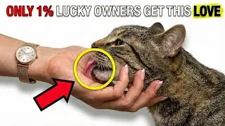 Cat Psychology | 10 Quiet Signs Your Cat Feels Completely Safe With You