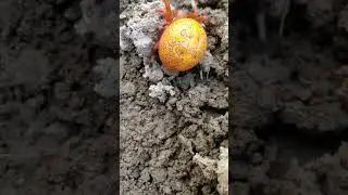 That's a Big Fat Spider