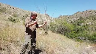 Nature Nugget: Mountain Ecology