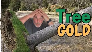 TREE GOLD - What a rare find!