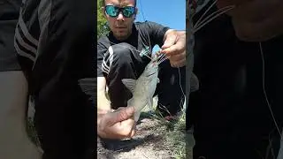 Domingo de pesca tempranito arroyo el rey hermosa variada
