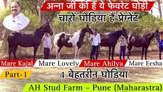 AH Stud Farm की 4 बेहतरीन लेंथ वाली घोड़िया और चारों हैं प्रेग्नेंट ! (8605666555)