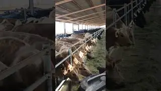Beautiful Cows Eating Grass 🐄🌿 Viral Farm Moment!