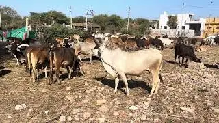 Uttara diwas SeBhiGaye Begi The gaye.😍🥰 //sm santhal//