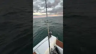 Small king salmon caught downrigging with spoons on Lake Huron