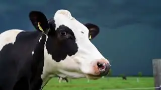 Village Animals: Daily Life & Survival Stories | Rural Animal Documentary in 4K