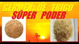 GERMEN DE TRIGO Sus Sorprendentes Efectos Y Recomendaciones De Consumo