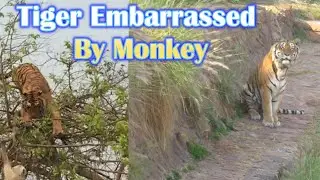 Tiger Embarrassed By Monkey And Falling From The Tree