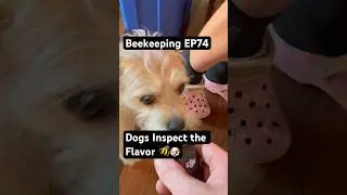 Beekeeping EP74 &ndash; Dogs Inspect the Flavor 🐝🐶