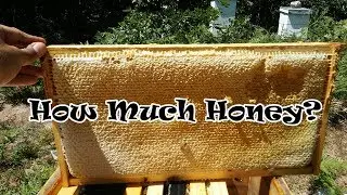 How Much Honey Should I Leave My Bees For Winter?