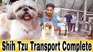  Shih Tzu Dog Transportation Successfully Done | Abhishek Dog Transport Team | Best Pet Transport