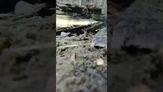 Some decaying material can be beneficial. DIY backyard Stream/ Creek. #ozponds