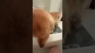 Он такой милый! 🥺❤️❤️❤️❤️ #собака #собаки #щенок #щенки #собачьишорты @loofy_golden