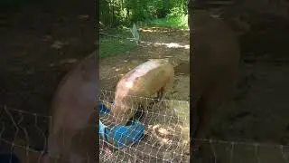 Mama pigs taking a mud bath and daddy pig, well, being a daddy pig