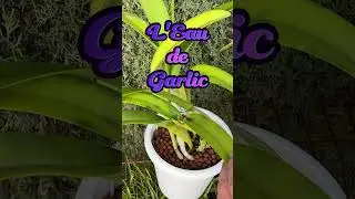 Keeping Orchids Healthy with these Year Round Maintenance Routine Tips #ninjaorchids #orchidcare