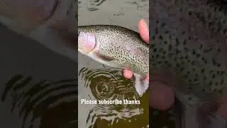 Catch and release beautiful rainbow 🌈 trout
