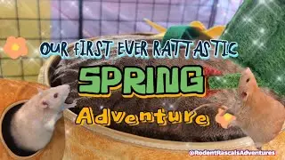 Our FIRST EVER RatTastic Spring Adventure #ratlife