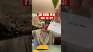 Growing RARE Tropical Fruits from Seed! Cecropia(gummy worm fruit) & Red Jaboticaba!
