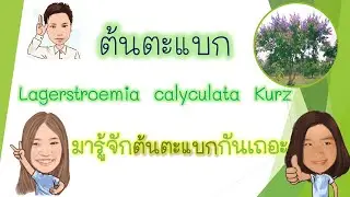 ตะแบกนา  Lagerstroemia calyculata Kurz