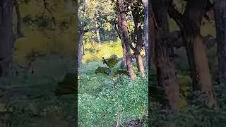 TIGER ATTACK! 🐯 The Ultimate Chase |  #wildlife #tiger #naturedocumentary #indianwildlife