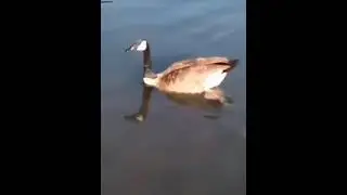 Hand feeding  a Canadian Goose