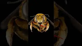Bees are specialist #bees #didyouknow #mystery #detection #nature #information #smell #honeybees