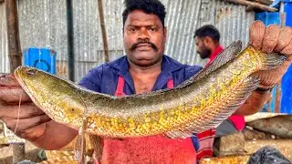 KASIMEDU 🔥 SPEED SELVAM | HUGE VERAAL FISH CUTTING VIDEO | 4K VIDEO | KM FISH CUTTING