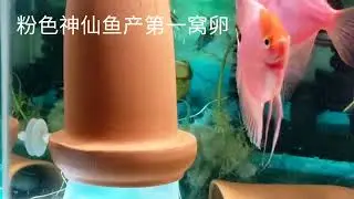 Color beautiful fish tank 