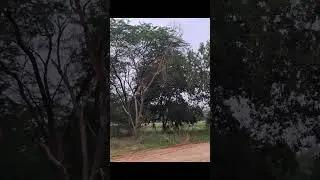 HSIIDC Plot Available For Sale Sec 37 D Pataudi Road Opposite Global City #plotforsale