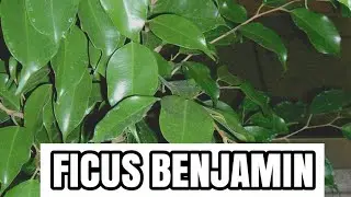 Ficus Benjamin | Riproduzione per Talea