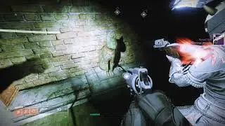 Solstice Cat Snacks Triumph - Destiny 2