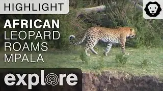 African Leopard Roams the Lands of Mpala For Food - Live Camera Highlight
