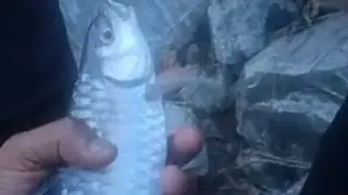 Katley fishing 🎣 Copper mahseer