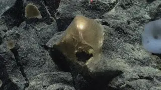 Delightfully strange  Mystery 'golden egg' found on ocean floor