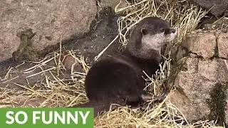 Adorable otter loves his fresh bedding