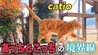 catio うりまるにヘルメット🪖使うか迷ってます