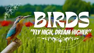 Birds Unleashed: A Global Feathered Journey #birds #birdslover #birdspecies #bird #birdlovers