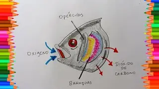 Cómo dibujar la respiración de los peces