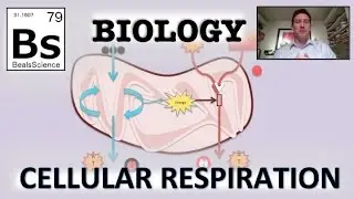 Biology - Cellular Respiration