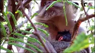 Pity Mom Vegas Weakness Low Power Hug Baby Sleep,Then Sleep Already Her Hug Baby Vega To Up Tree