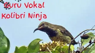 Suara pancingan kolibri ninja/black sunbird