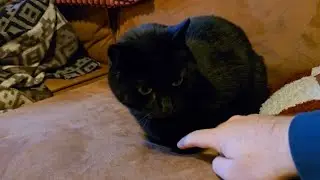 I instructed my void cat to make a proper loaf position.