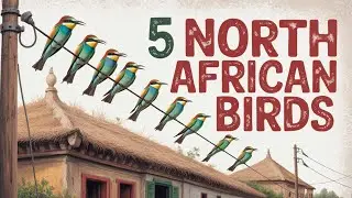 Top Birding Experts Agree These 5 North African Birds Are MUST SEES