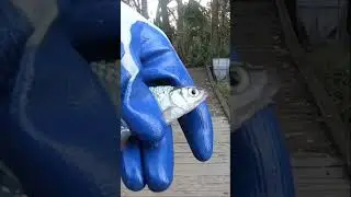 Experimental Fishing Using Crunchy Cheetos To Catch Monstrous Fish